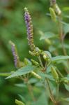 Elsholtzia ciliata (Thunb.) Hyl.