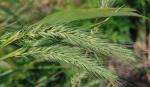 Elymus glabriflorus (Vasey ex L.H. Dewey) Scribn. & C.R. Ball