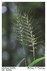 Elymus hystrix L. var. hystrix