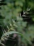 Elymus hystrix L. var. hystrix