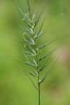 Elymus hystrix L. var. hystrix