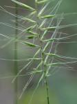 Elymus hystrix L. var. piedmontanus Poindexter & Weakley