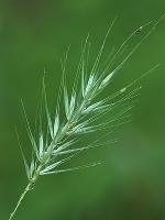 Elymus macgregorii Brooks & Campbell