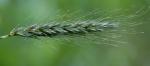 Elymus macgregorii Brooks & Campbell