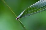 Elymus macgregorii Brooks & Campbell