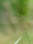 Elymus repens (L.) Gould