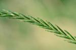 Elymus repens (L.) Gould