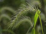 Elymus riparius Wieg.