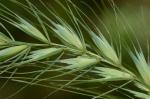 Elymus riparius Wieg.