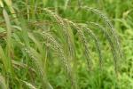 Elymus riparius Wieg.