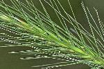 Elymus villosus Muhl. ex Willd.
