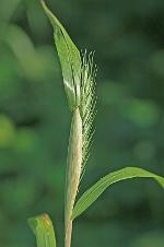 Elymus virginicus L. var. virginicus