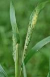 Elymus virginicus L. var. virginicus