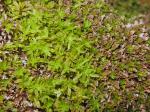 Encalypta procera Bruch