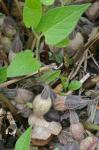 Endodeca serpentaria (L.) Raf.