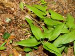 Endodeca serpentaria (L.) Raf.