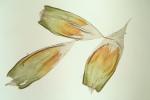 Entodon brevisetus (Hook. & Wilson) Lindb.