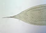 Entodon brevisetus (Hook. & Wilson) Lindb.