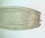 Entodon brevisetus (Hook. & Wilson) Lindb.