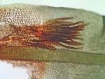 Entodon brevisetus (Hook. & Wilson) Lindb.