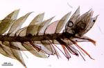 Entodon challengeri (Paris) Cardot