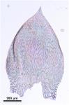 Entodon challengeri (Paris) Cardot