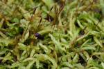 Entodon cladorrhizans (Hedw.) Müll. Hal.