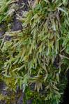 Entodon cladorrhizans (Hedw.) Müll. Hal.