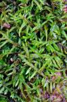 Entodon cladorrhizans (Hedw.) Müll. Hal.