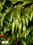 Entodon cladorrhizans (Hedw.) Müll. Hal.