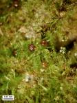 Ephemerum crassinervium (Schwägr.) Hampe var. crassinervium