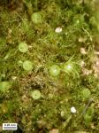 Ephemerum crassinervium (Schwägr.) Hampe var. crassinervium