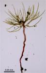 Ephemerum crassinervium (Schwägr.) Hampe var. crassinervium