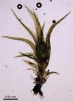 Ephemerum crassinervium (Schwägr.) Hampe var. crassinervium