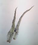 Ephemerum crassinervium (Schwägr.) Hampe var. crassinervium