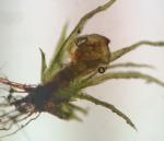 Ephemerum crassinervium (Schwägr.) Hampe var. crassinervium