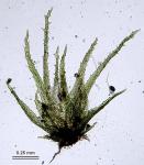 Ephemerum serratum (Schreb. ex Hedw.) Hampe