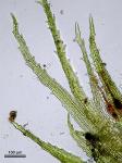 Ephemerum serratum (Schreb. ex Hedw.) Hampe