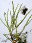 Ephemerum serratum (Schreb. ex Hedw.) Hampe