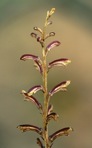 Epifagus virginiana (L.) W.Barton