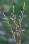 Epifagus virginiana (L.) W.Barton