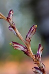 Epifagus virginiana (L.) W.Barton