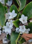 Epigaea repens L.