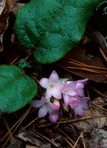 Epigaea repens L.