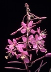 Chamaenerion angustifolium (Linnaeus) Scopoli ssp. circumvagum (Mosquin) Moldenke