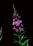 Chamaenerion angustifolium (Linnaeus) Scopoli ssp. circumvagum (Mosquin) Moldenke