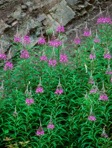 Chamaenerion angustifolium (Linnaeus) Scopoli ssp. circumvagum (Mosquin) Moldenke