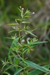 Epilobium ciliatum Raf. ssp. ciliatum