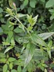Epilobium ciliatum Raf. ssp. ciliatum