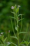 Epilobium coloratum Biehler